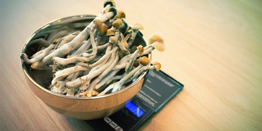 Magic mushroom dosing guide