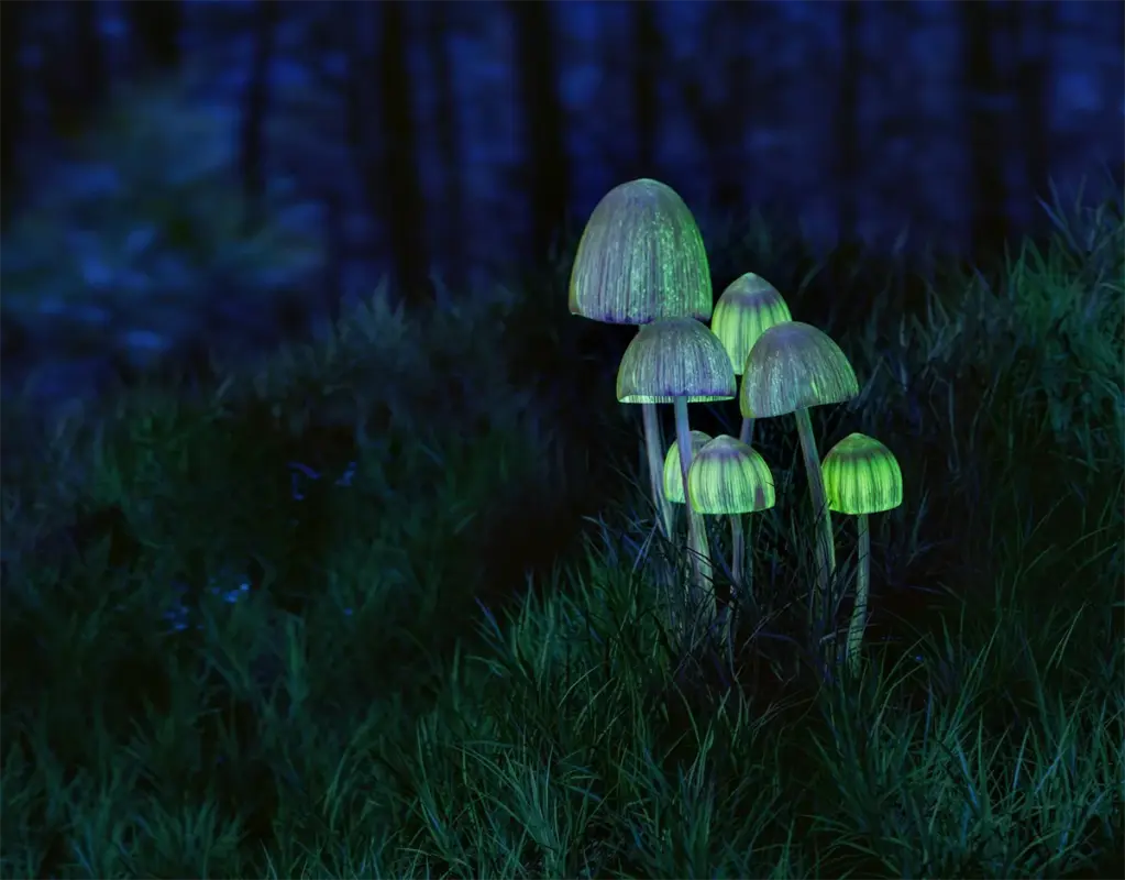 Sprouting in the Heart of Canada