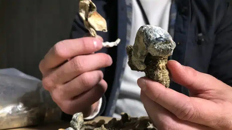 Magic Mushroom News